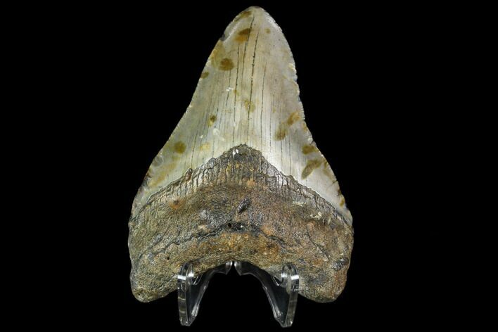 Fossil Megalodon Tooth - North Carolina #105011
